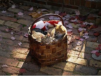 《迷失之刃》上线时间公布 将于4月20日发售